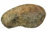 Bargain, Fossil Whale Ear Bone - Miocene #109276-1